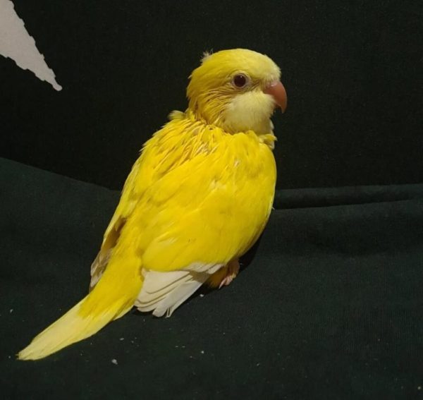 Angel – Baby Yellow Quaker Parrot - Image 2