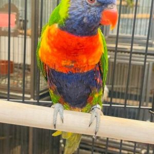 rainbow-lorikeet