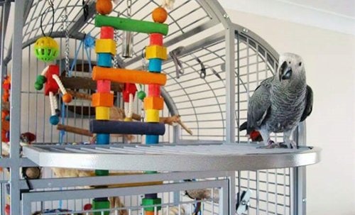 Creating the Perfect Cage Setup for Your Parrot