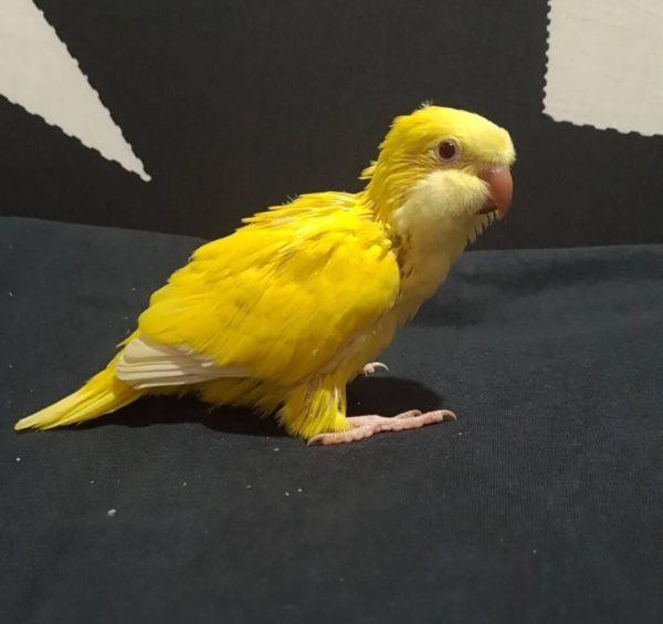 Angel – Baby Yellow Quaker Parrot - Image 3