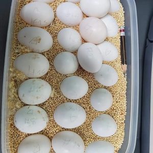 african-grey-parrot-eggs