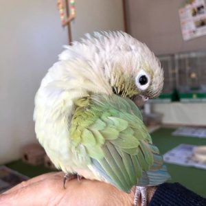 emy-baby-green-cheek-conure
