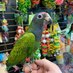 mimmie-blue-headed-pionus