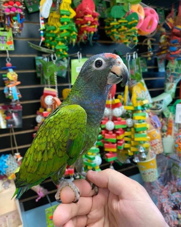 Mimmie – BLUE HEADED PIONUS