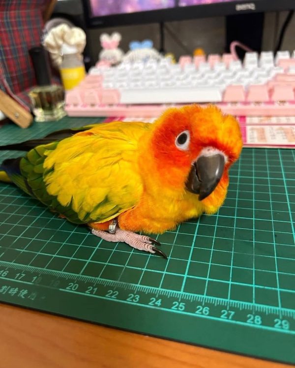 Pady – Sun Conure - Image 2