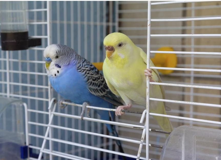 Everyday Parrot Care Guide for Thriving, Happy Birds
