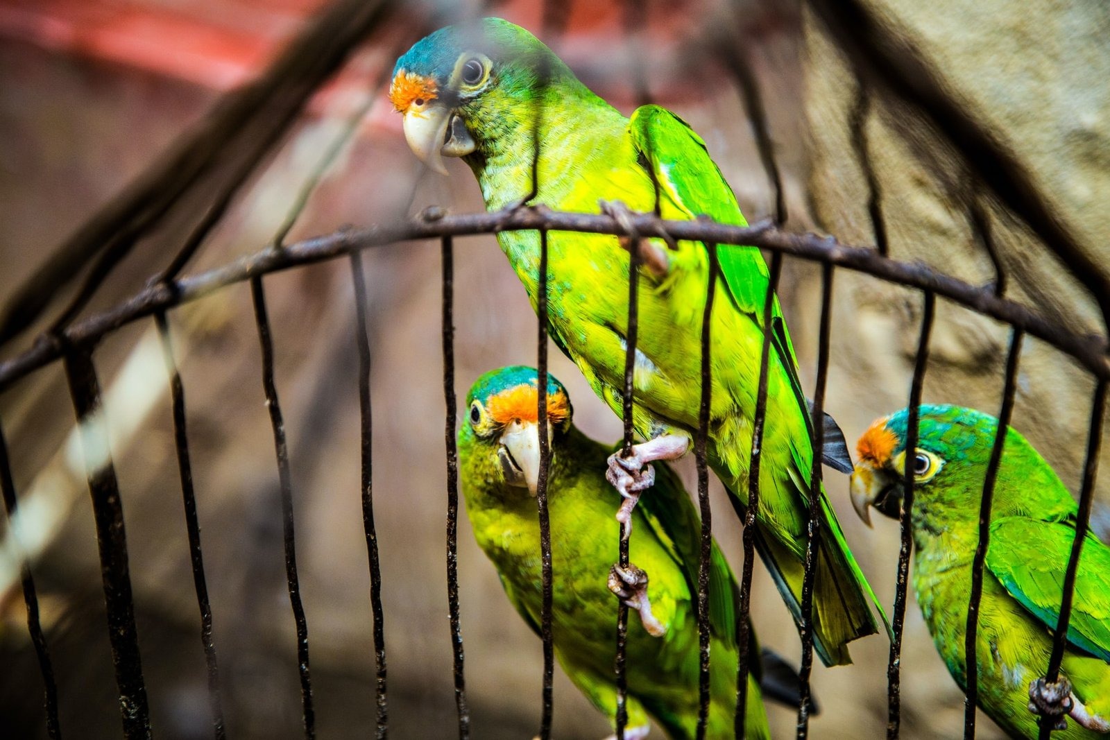 What to Expect When You Buy a Parrot from ParrotGlow