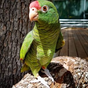 corry-tucuman-amazon
