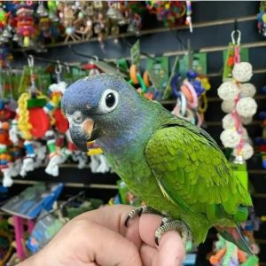 rica-blue-headed-pionus