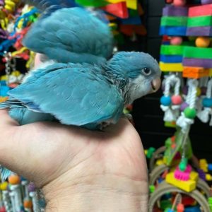 rocky-blue-quaker