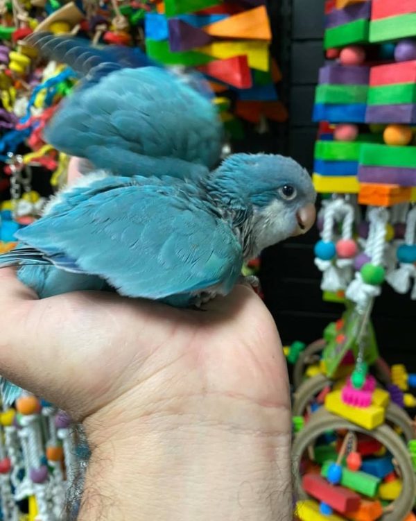 Rocky – Blue Quaker