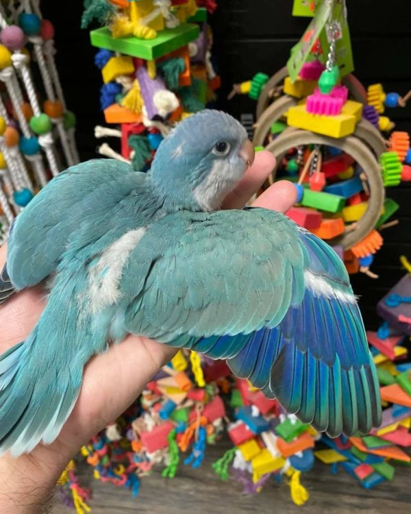 Rocky – Blue Quaker - Image 2