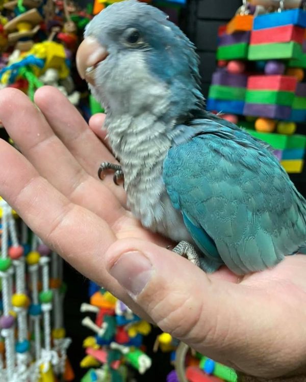 Rocky – Blue Quaker - Image 4