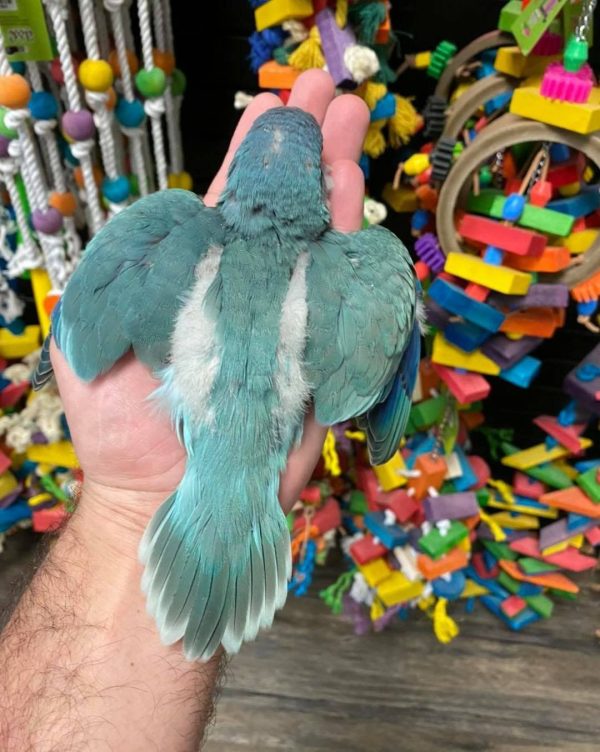 Rocky – Blue Quaker - Image 3