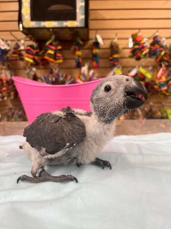 Rosie – Baby African Grey - Image 2