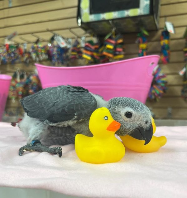 Rosie – Baby African Grey - Image 3